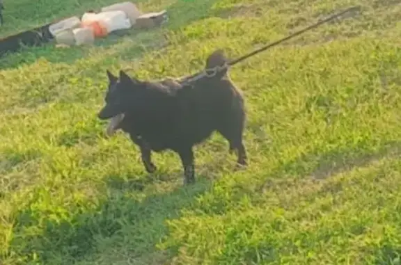 Собаки потеряшки, Сертолово, фото: Потеряшка собака на Пограничной улице, Сертолово