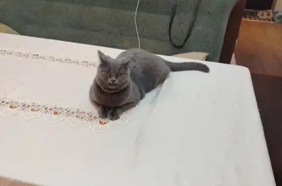 Пропала кошка, ул. Крупской, Белгород