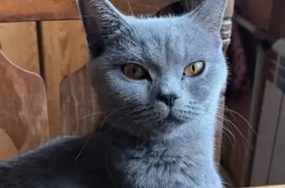 Найдена кошка, Санкт-Петербург, фото: Кошка найдена: Гражданский пр., 79 к4