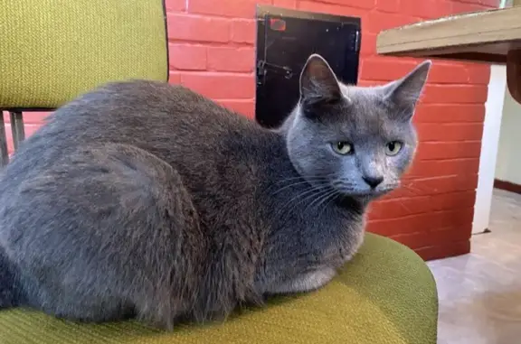 Пропала серая кошка, 209 Мшинская