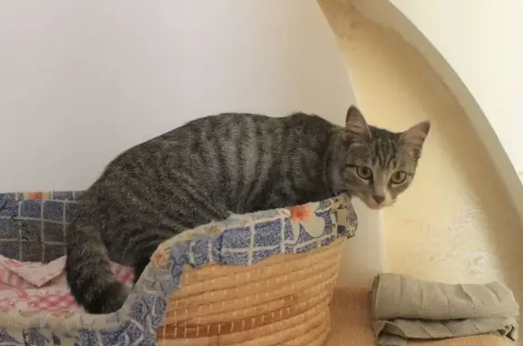 Найдена кошка, , фото: Кошка найдена: Гвардейская ул., 8, Троицкое