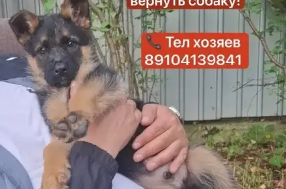 Собаки потеряшки, Московская область, фото: Потеряшка щенок Лорд, Жаворонки МО