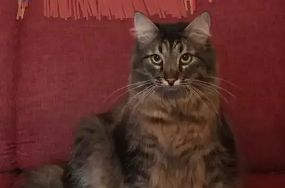 Пропала кошка, Северная ул., Новоглаголево