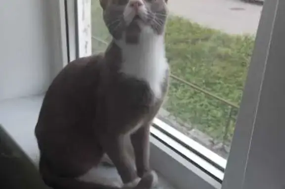 Пропала кошка, ул. Гарькавого 12, Светогорск