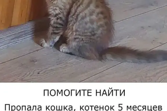 Пропала кошка, Красноармейская 60