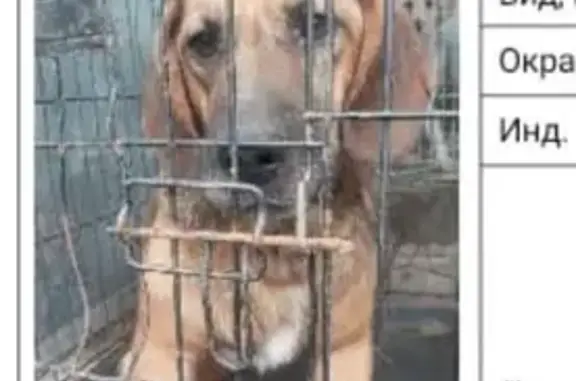 Ставрополь: найдена собака на Тюльпановой