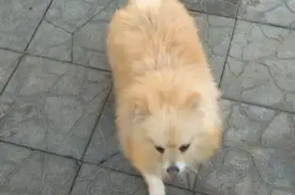 Найдена собака, Липецк, фото: Собака найдена: Зои Космодемьянской 160