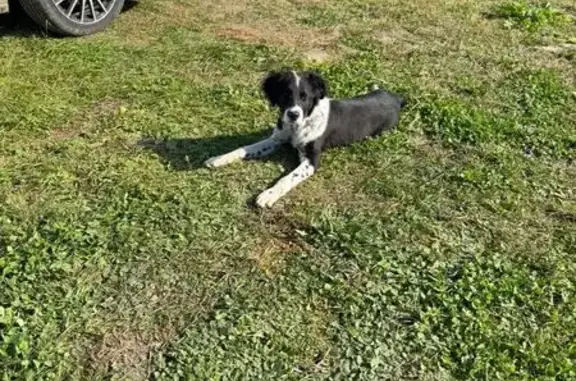 Найдена собака, , фото: Щенок найден на дороге у пос. Рязановский