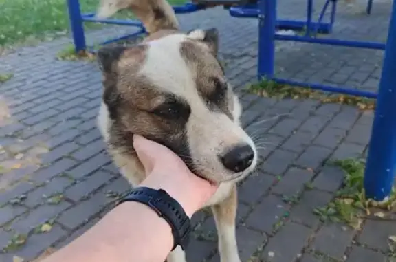 Найдена собака, Троицк, Физическая 12