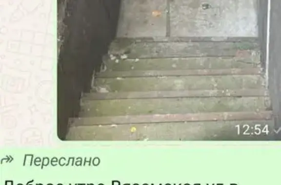 Белая собака найдена на Вяземской, Москва