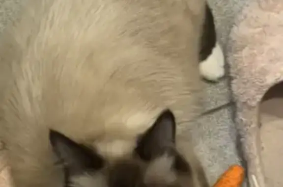 Кошки потеряшки, Санкт-Петербург, фото: Потеряшка кот Феня, 6-я Советская ул., СПб