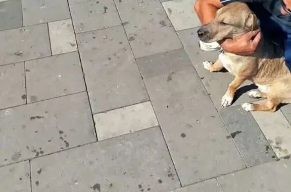 Потерялась собака у Магнита, Мира 42Ф, Волжский