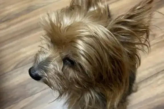 Йоркширский терьер, пр. Карла Маркса, Ставрополь