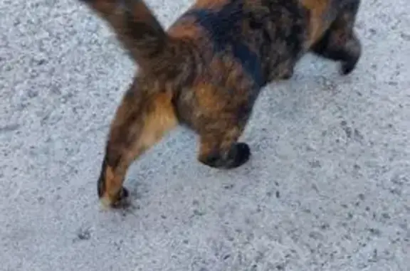 Кошка найдена: ш. Энтузиастов, 2 с45, Москва