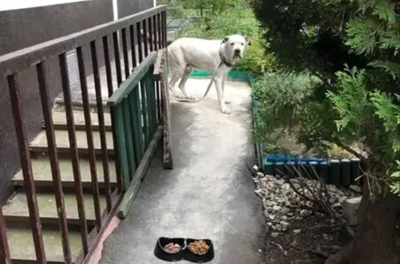 Собака найдена на Вяземской улице, Москва