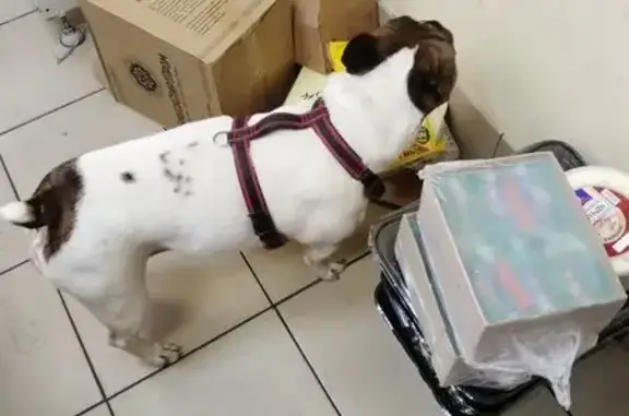 Собака найдена: Моск. проспект 10/3, Брянск