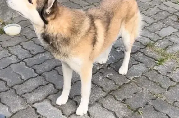 Хаски найдена на Курортной, 3, Калининград