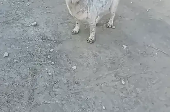 Собаки потеряшки, Сочи, фото: Потеряшка собака на Звёздной, 14, Сочи