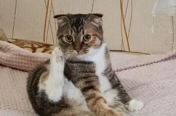 Кошки потеряшки, Саяногорск, фото: Потеряшка кошка, Саяногорск, Хакасия