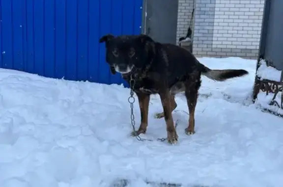 Собаки потеряшки, , фото: Потеряшка собака, Заводская ул., Большое Давыдово
