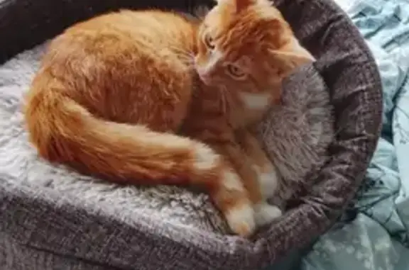 Кошки потеряшки, Ирбит, фото: Потеряшка кошка на ул. Фрунзе, 50, Ирбит