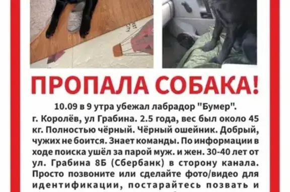 Пропала собака, ул. Грабина, 8Б, Королёв