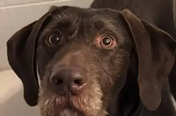 Собаки потеряшки, Санкт-Петербург, фото: Потеряшка собака Лилу, Рехколовское шоссе