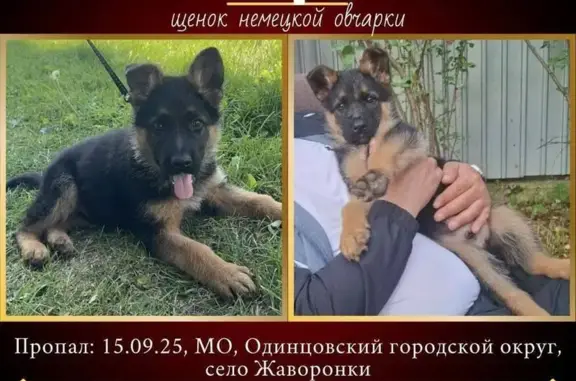 Собаки потеряшки, Московская область, фото: Потеряшка щенок в Жаворонках, МО