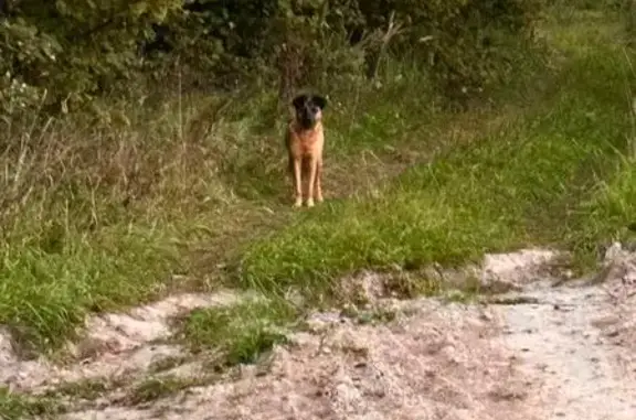 Собаки потеряшки, Шугарово, фото: Потеряшка собака на Железнодорожной, Шугарово.