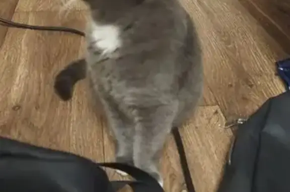 Найдена кошка, Мирный, фото: Кошка найдена: Ломоносова 18А, Мирный