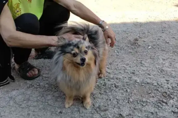 Собака найдена, Хлебная пл., 15, Тула