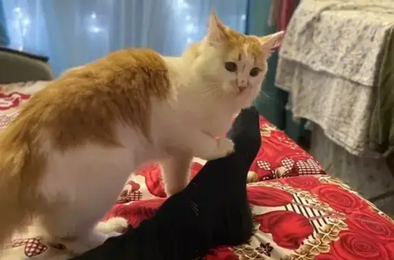 Пропала кошка, Пекинская 25В, Челябинск