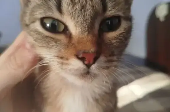 Кошка найдена на ул. 10 лет Октября, 166