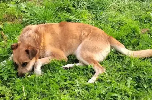 Найдена собака, Медынь, фото: Найдена собака, Пролетарская 79, Медынь