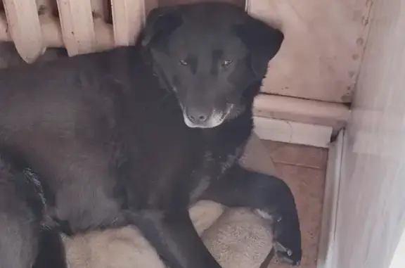 Собаки потеряшки, Московская область, фото: Потеряшка собака на Пироговском шоссе