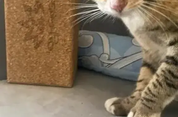 Найдена кошка, ул. Чехова, 6, Краснодар