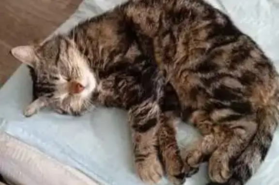 Пропала кошка, Навагинская 1, Владикавказ