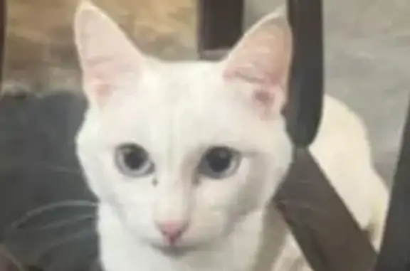 Кошки потеряшки, Нерюнгри, фото: Потеряшка кошка на пр. Мира, 3, Нерюнгри