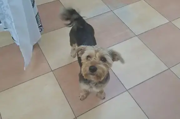 Йорк в парикмахерской, Автомобильная 24