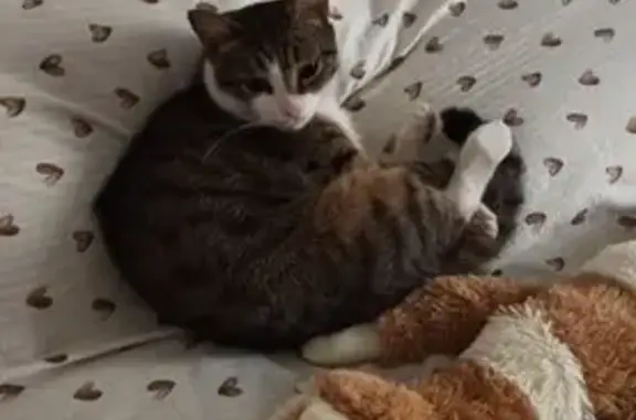 Кошки потеряшки, , фото: Потеряшка кот, Индустриальная ул., Волгодонск