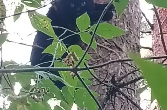 Кошка найдена: Склизкова, 98, Тверь