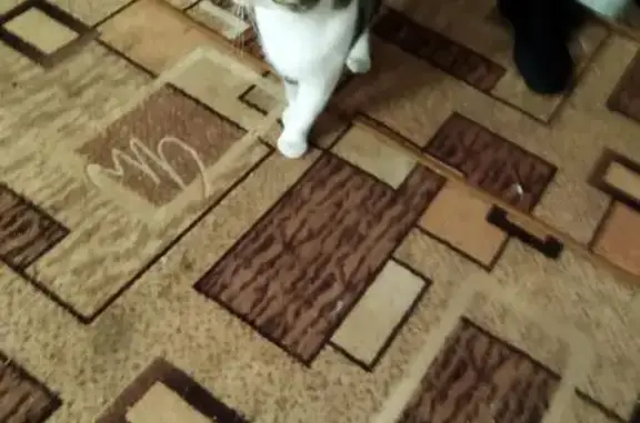 Кошка найдена, Нагорная ул., Самара