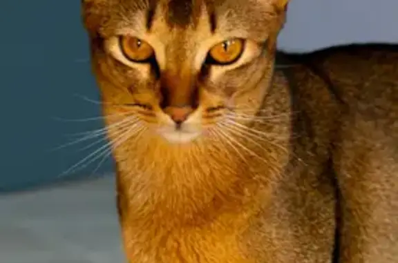 Кошки потеряшки, Южно-Сахалинск, фото: Потеряшка кот, Южно-Сахалинск, Рождественская 110