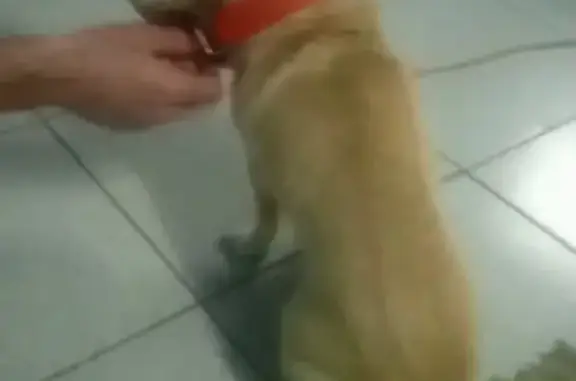 Пропала собака, Самарская ул. 1/6, Волгоград