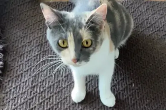 Пропала кошка, Котельники, МО