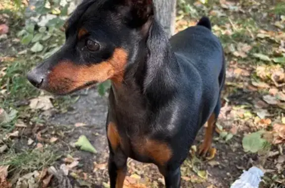 Собака найдена у гимназии, ул. Некрасова