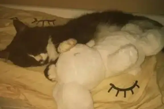 Пропала кошка, Студенческая ул., 41