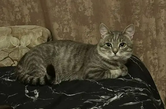 Пропала кошка, Деповская ул., Лобня