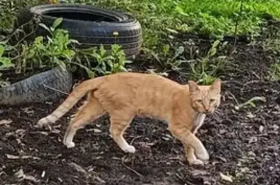 Кошка найдена: Павловский тракт, 108