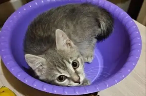 Кошки потеряшки, Орёл, фото: Потеряшка кошка, Черкасская ул. 32, Орёл